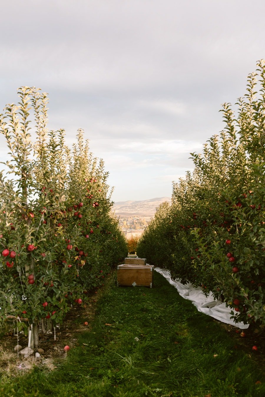 Showcasing the beautiful orchards of Autumn Glory Apples in Yakima Washington.